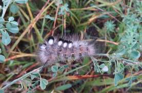 Attēlu rezultāti vaicājumam “Gynaephora selenitica larva”