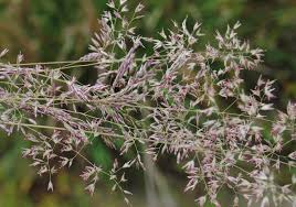 Attēlu rezultāti vaicājumam “Corynephorus canescens”