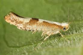 Attēlu rezultāti vaicājumam “Argyresthia pruniella”