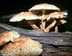 Attēlu rezultāti vaicājumam “Pholiota squarrosoides”