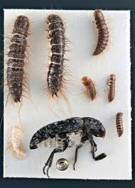 Attēlu rezultāti vaicājumam “Dermestes murinus”