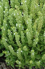Attēlu rezultāti vaicājumam “Ocimum basilicum flower”