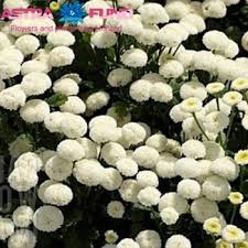 Image result for Tanacetum parthenium 'Tetraweiss'