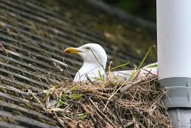 Attēlu rezultāti vaicājumam “Larus argentatus nest”