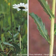 Attēlu rezultāti vaicājumam “Leucanthemum vulgare leaf”