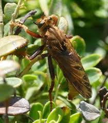 Attēlu rezultāti vaicājumam “Asilus crabroniformis”