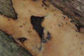 Attēlu rezultāti vaicājumam “Perenniporia medulla-panis”