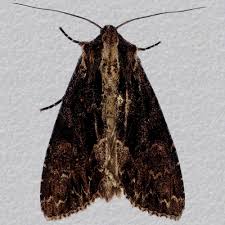 Attēlu rezultāti vaicājumam “Apamea monoglypha”