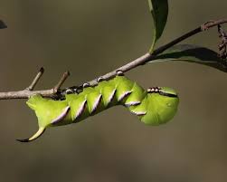 Attēlu rezultāti vaicājumam “Sphinx ligustri”