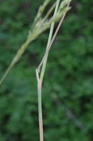 Attēlu rezultāti vaicājumam “Poa angustifolia”