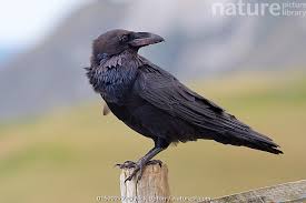 Attēlu rezultāti vaicājumam “Corvus corax adult”