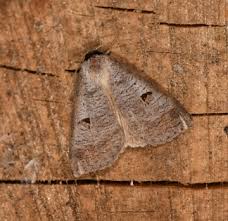 Attēlu rezultāti vaicājumam “Lygephila pastinum”