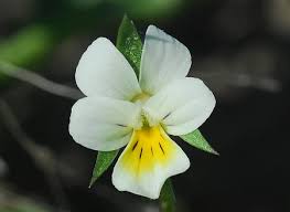 Attēlu rezultāti vaicājumam “Viola arvensis leaf”