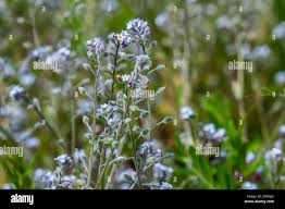 Attēlu rezultāti vaicājumam “Myosotis ramosissima flower”