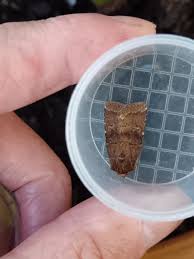 Attēlu rezultāti vaicājumam “Rusina ferruginea female”