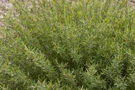 Attēlu rezultāti vaicājumam “Salix purpurea”