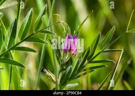 Attēlu rezultāti vaicājumam “Vicia lathyroides leaf”