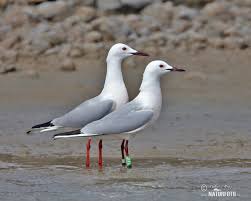 Image result for Chroicocephalus genei