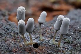 Attēlu rezultāti vaicājumam “Arcyria cinerea stalked”