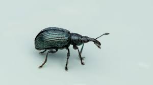 Attēlu rezultāti vaicājumam “Apion sp.”