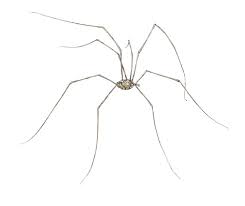 Attēlu rezultāti vaicājumam “Phalangium opilio”