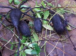 Attēlu rezultāti vaicājumam “Lathyrus tuberosus bud”