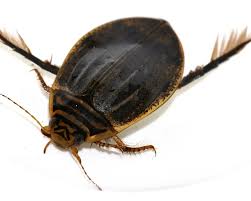 Attēlu rezultāti vaicājumam “Acilius sulcatus”