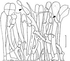 Attēlu rezultāti vaicājumam “Phleogena faginea sessile”