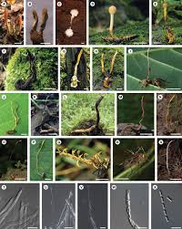 Attēlu rezultāti vaicājumam “Cordyceps polyarthra”