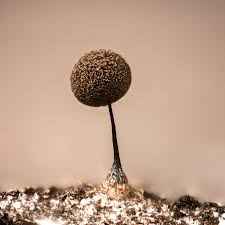 Attēlu rezultāti vaicājumam “Comatricha fragilis”