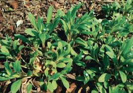 Attēlu rezultāti vaicājumam “Myosotis sparsiflora”