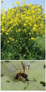 Attēlu rezultāti vaicājumam “Bunias orientalis flower”