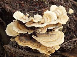 Attēlu rezultāti vaicājumam “Trametes”