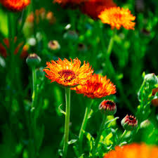 Attēlu rezultāti vaicājumam “Calendula officinalis flower”