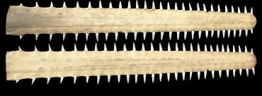 Image result for Pristis pectinata