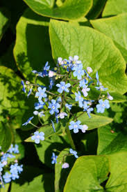 Attēlu rezultāti vaicājumam “Omphalodes verna leaf”