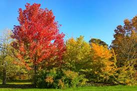 Attēlu rezultāti vaicājumam “Carpinus betulus”