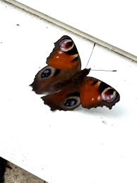 Attēlu rezultāti vaicājumam “Inachis io upperside”