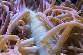 Image result for sea Anemone
