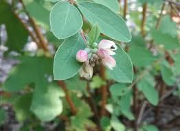 Attēlu rezultāti vaicājumam “Symphoricarpos albus flower”