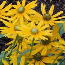 Attēlu rezultāti vaicājumam “Rudbeckia hirta var. pulcherrima”