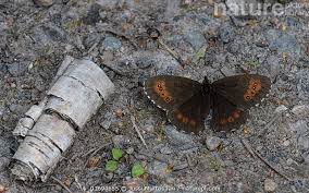 Attēlu rezultāti vaicājumam “Erebia ligea”