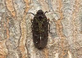 Attēlu rezultāti vaicājumam “Megatoma undata”