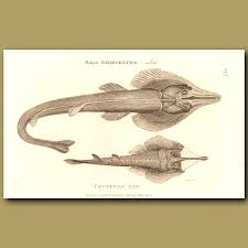 Image result for Rhinobatos rhinobatos