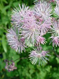 Attēlu rezultāti vaicājumam “Thalictrum aquilegifolium fruit”