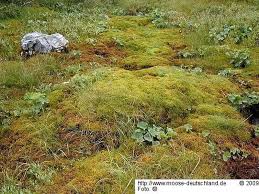 Attēlu rezultāti vaicājumam “Palustriella falcata”