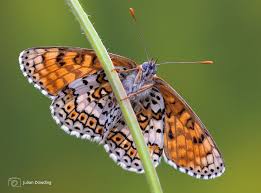 Attēlu rezultāti vaicājumam “Melitaea cinxia upperside”