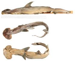 Image result for Sphyrna media