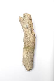 Image result for Old Dorkinians