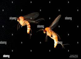 Attēlu rezultāti vaicājumam “Tetratoma fungorum”